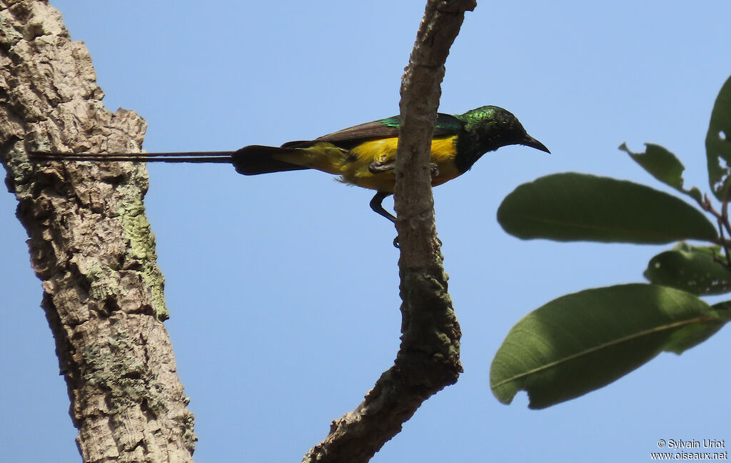 Pygmy Sunbird male adult