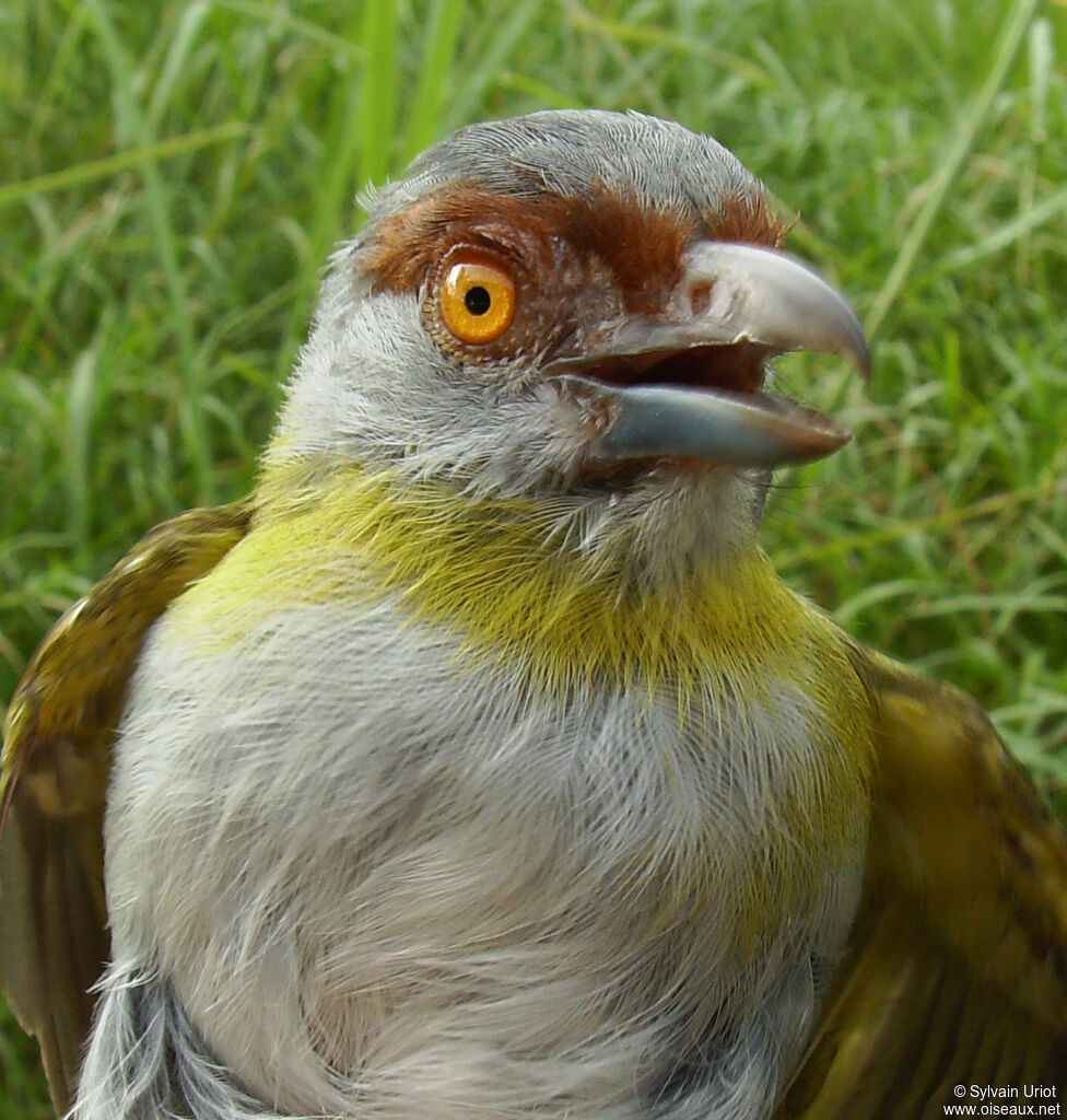 Rufous-browed Peppershrikeadult