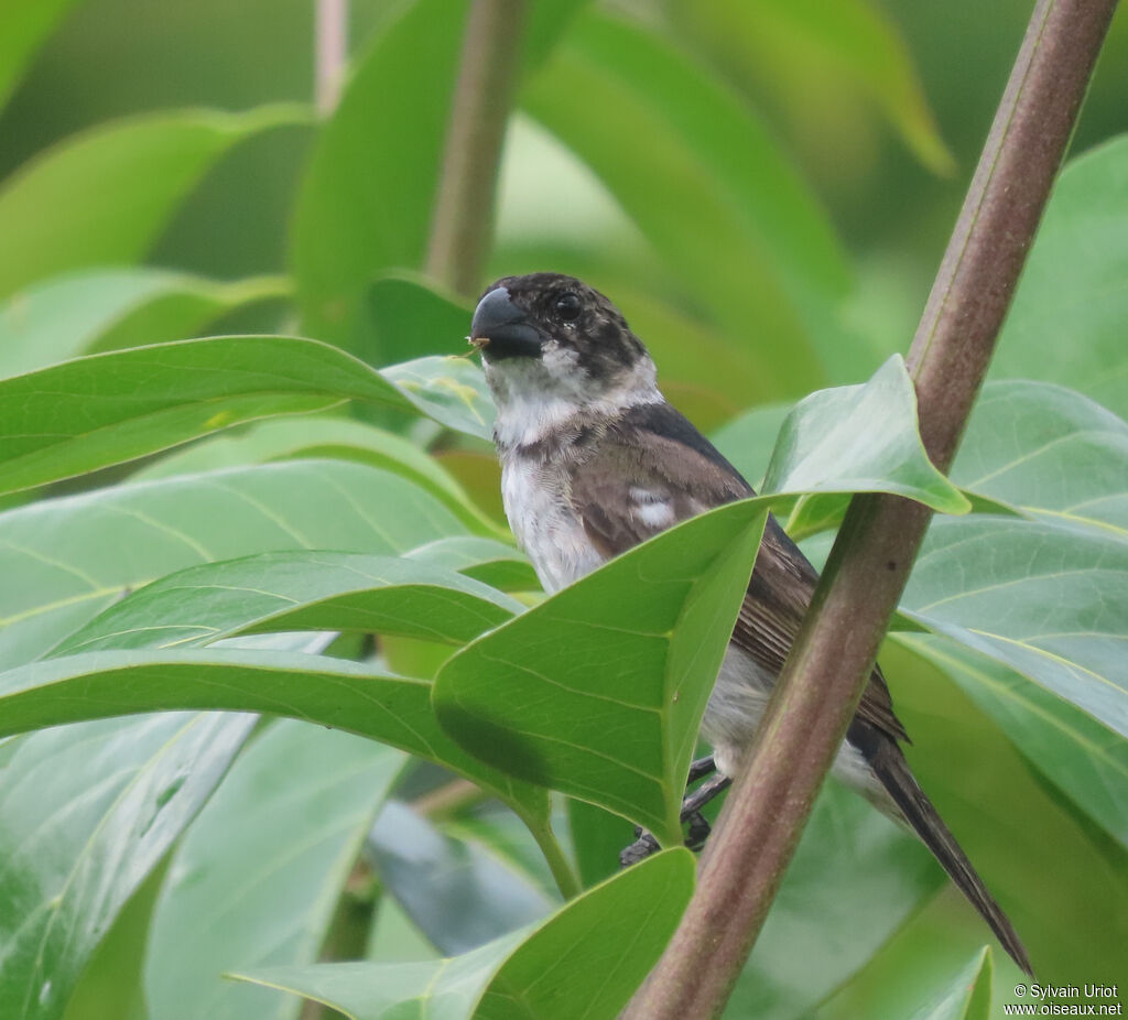 Wing-barred Seedeater male immature