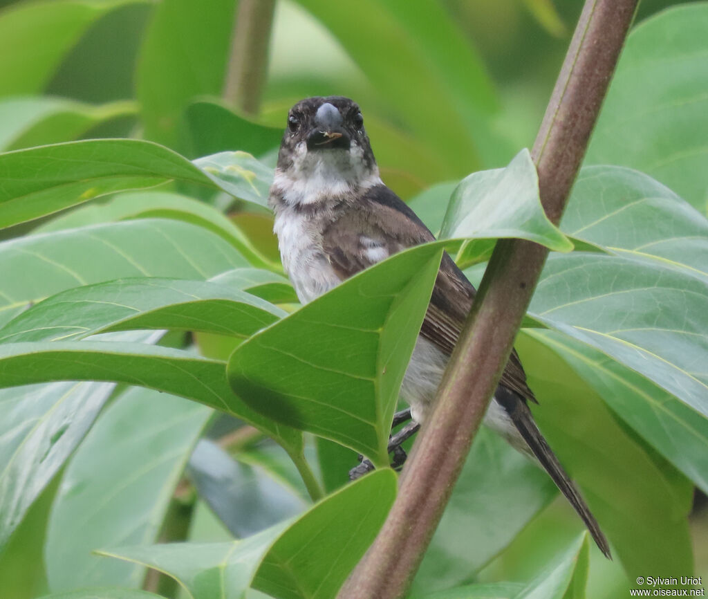 Wing-barred Seedeater male immature
