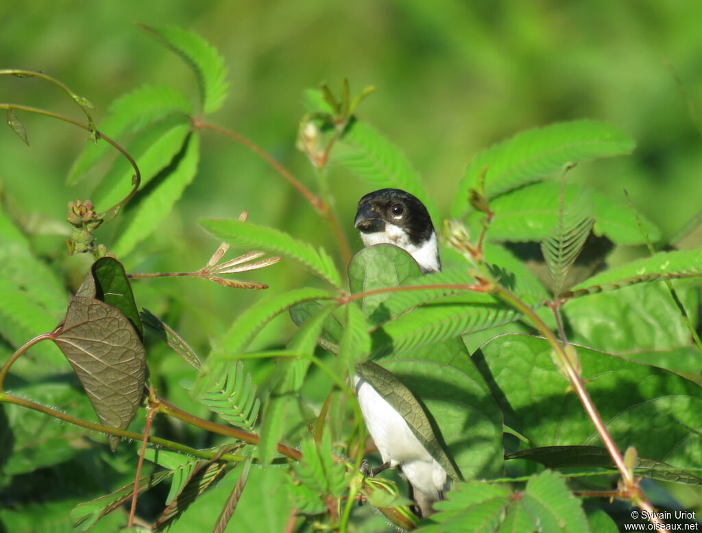 Wing-barred Seedeater male adult