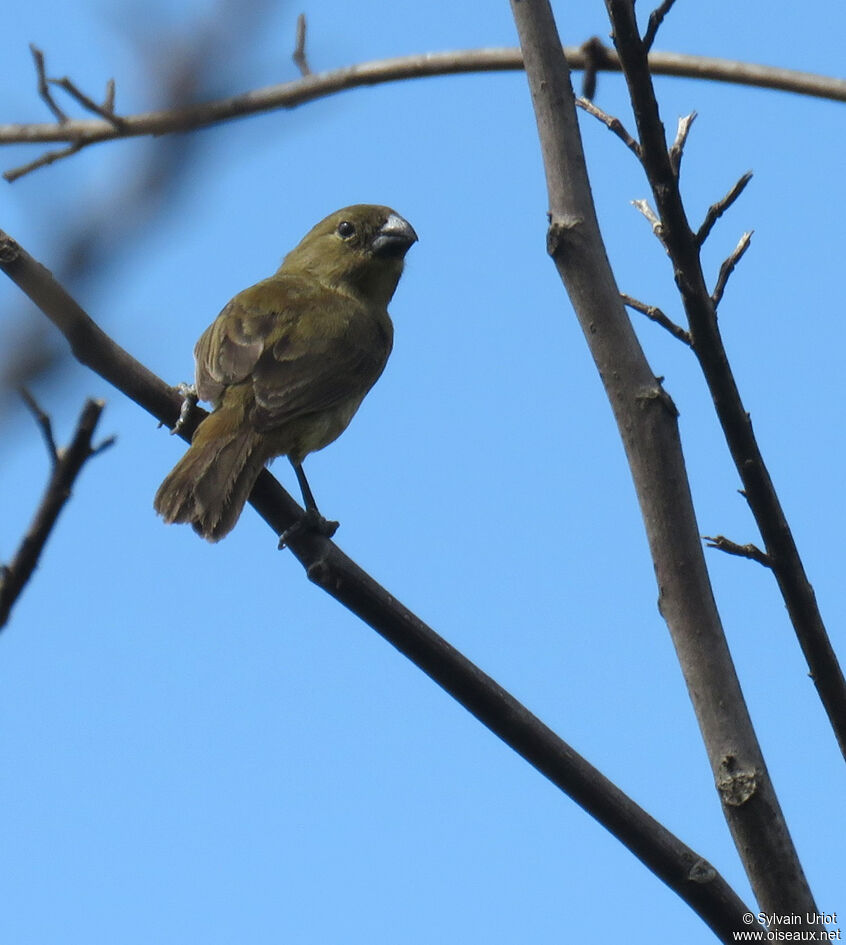 Wing-barred Seedeater female adult