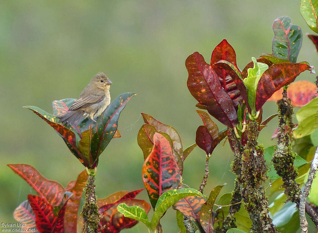 Chestnut-bellied Seedeater female adult, habitat, pigmentation