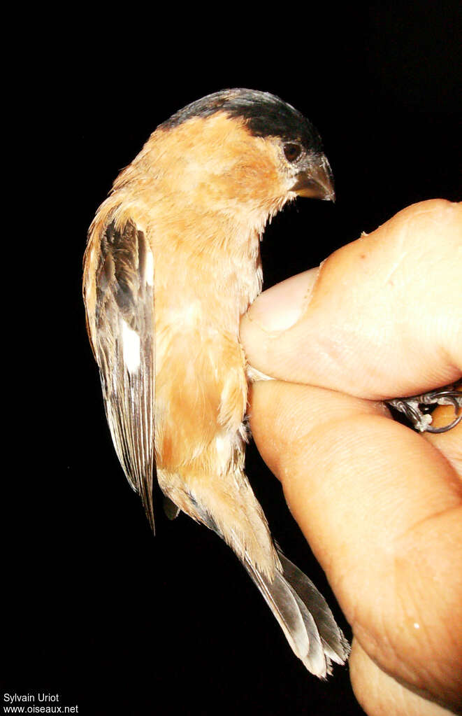 Copper Seedeater male adult