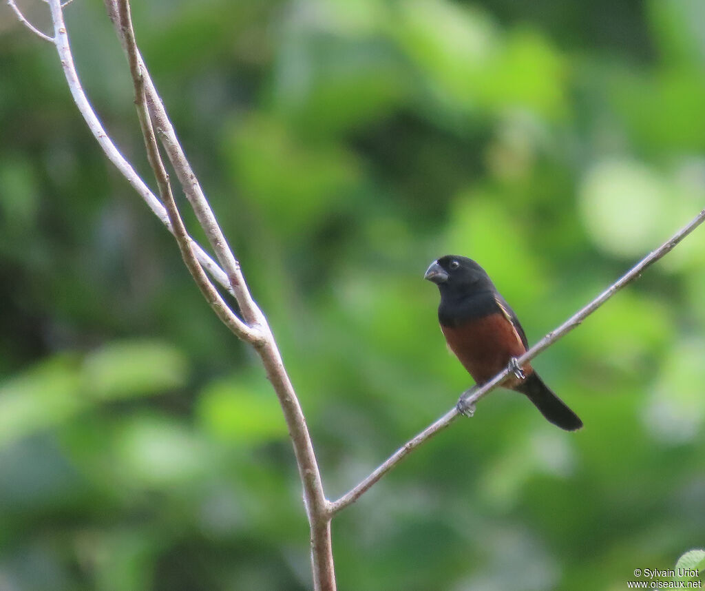 Chestnut-bellied Seed Finch male adult
