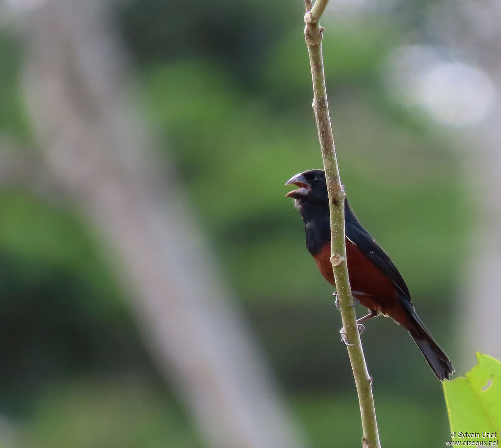 Chestnut-bellied Seed Finch male adult