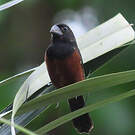Sporophile curio