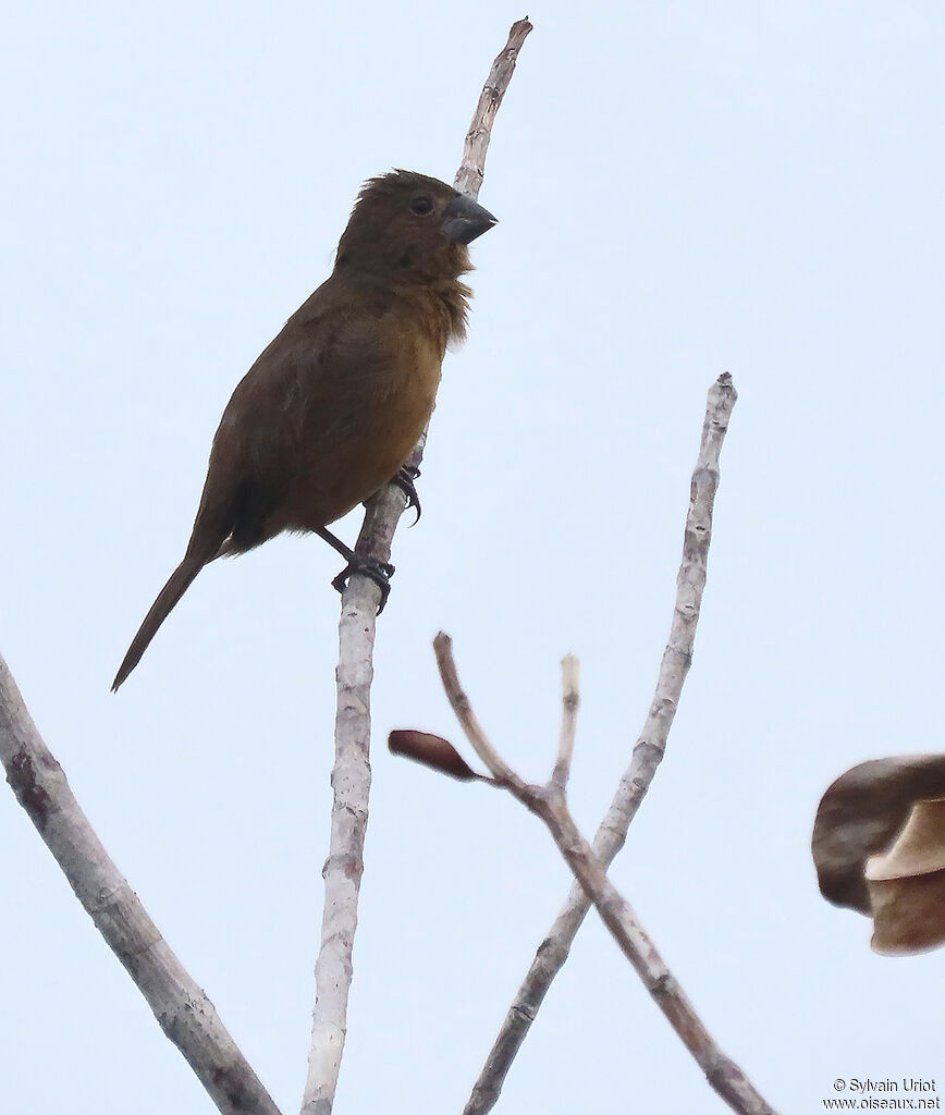 Chestnut-bellied Seed Finch male subadult