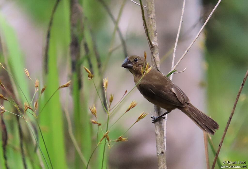 Chestnut-bellied Seed Finch female adult