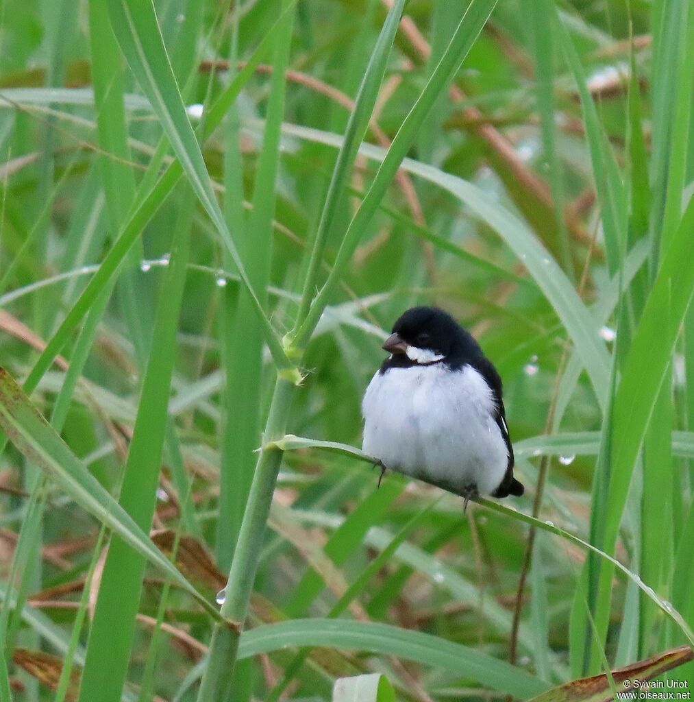 Lesson's Seedeater male adult