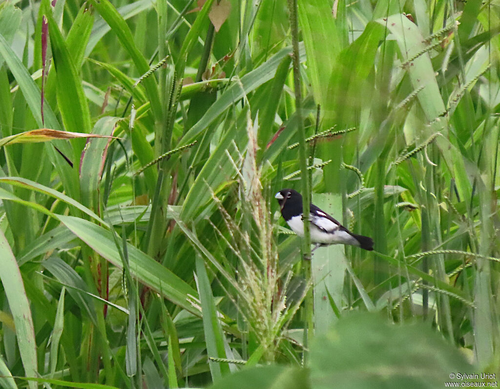 Black-and-white Seedeater male adult