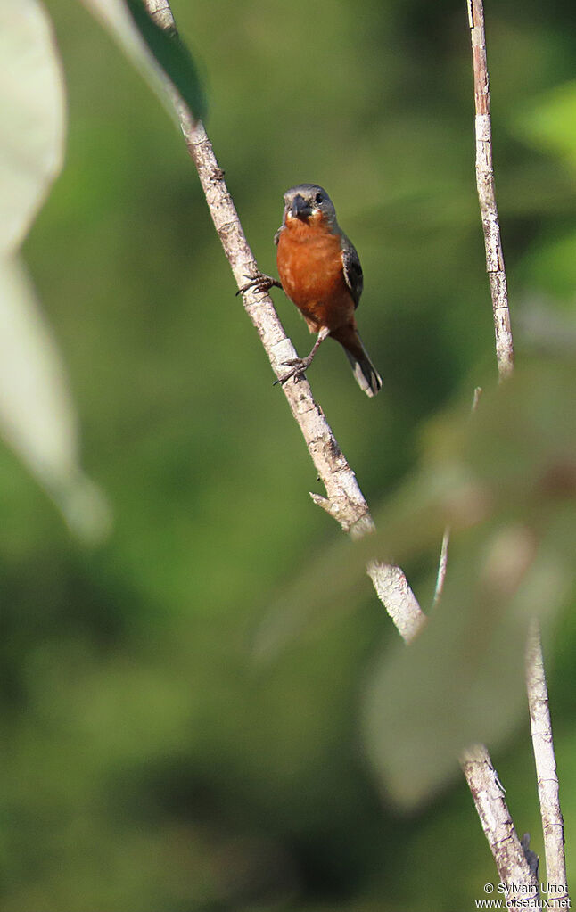 Ruddy-breasted Seedeater male adult