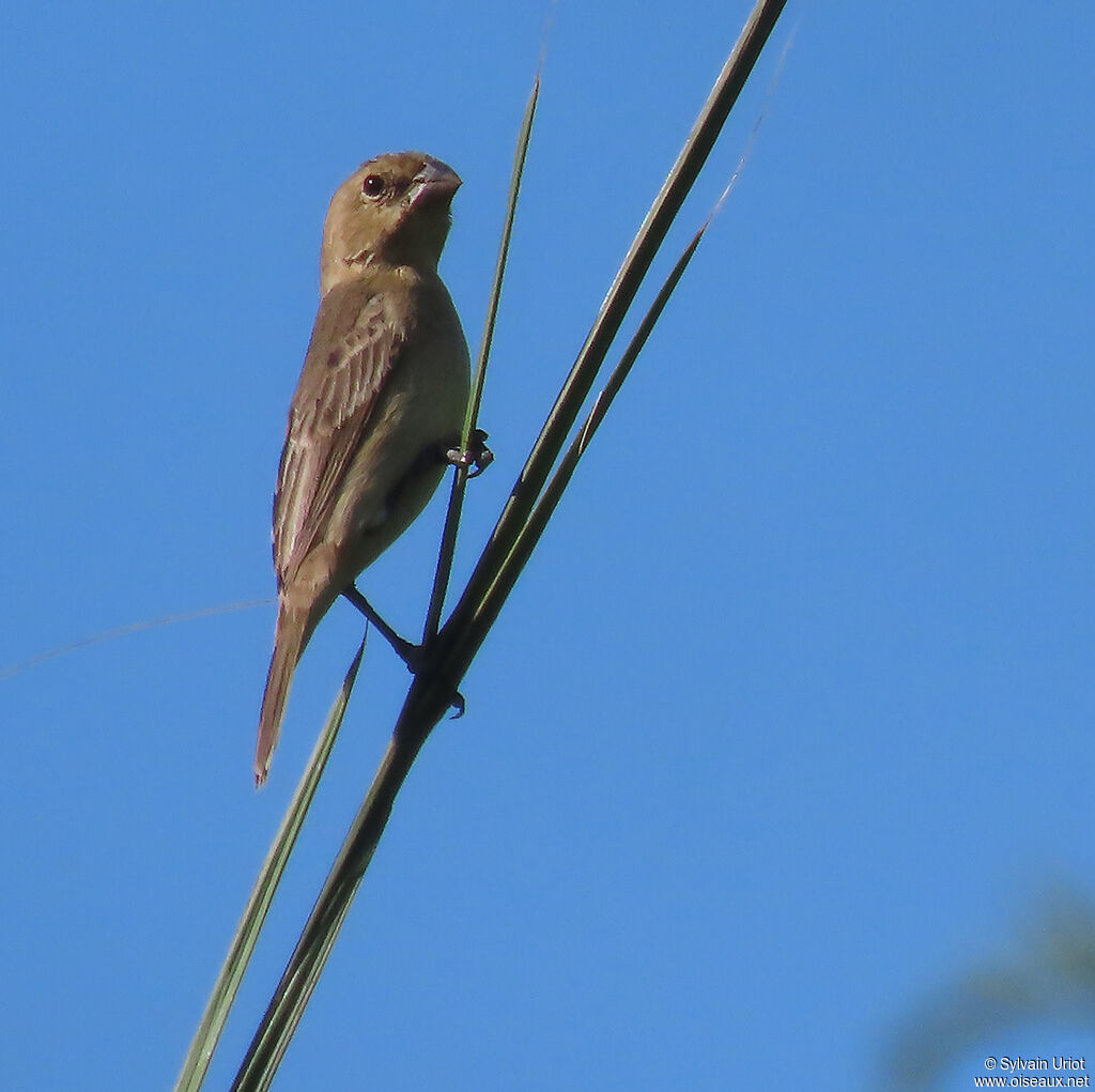 Ruddy-breasted Seedeater female adult