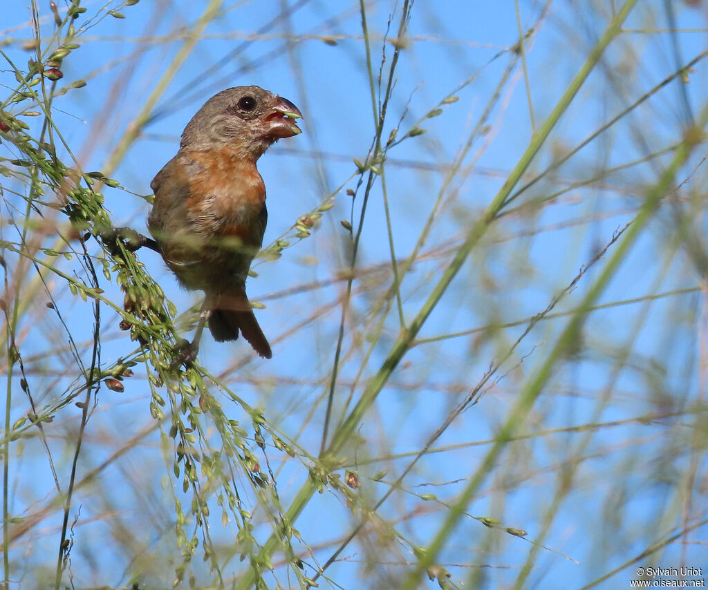 Ruddy-breasted Seedeater male subadult