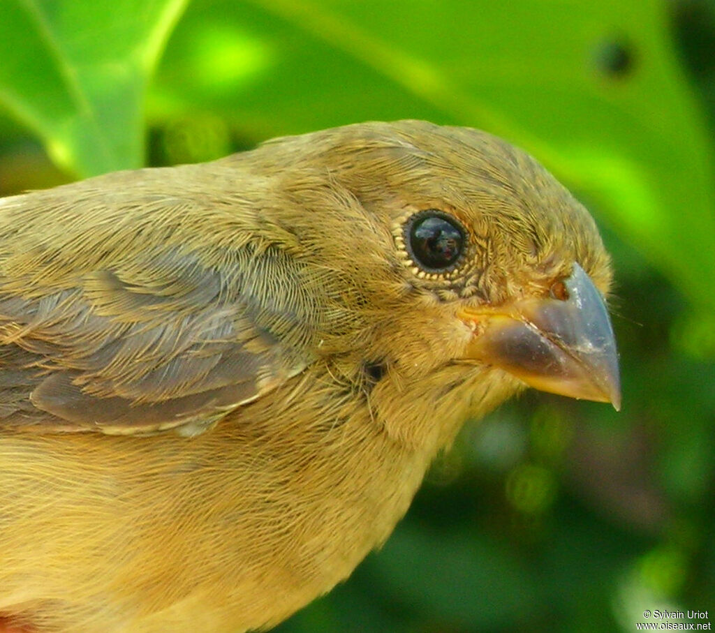 Ruddy-breasted Seedeater female adult
