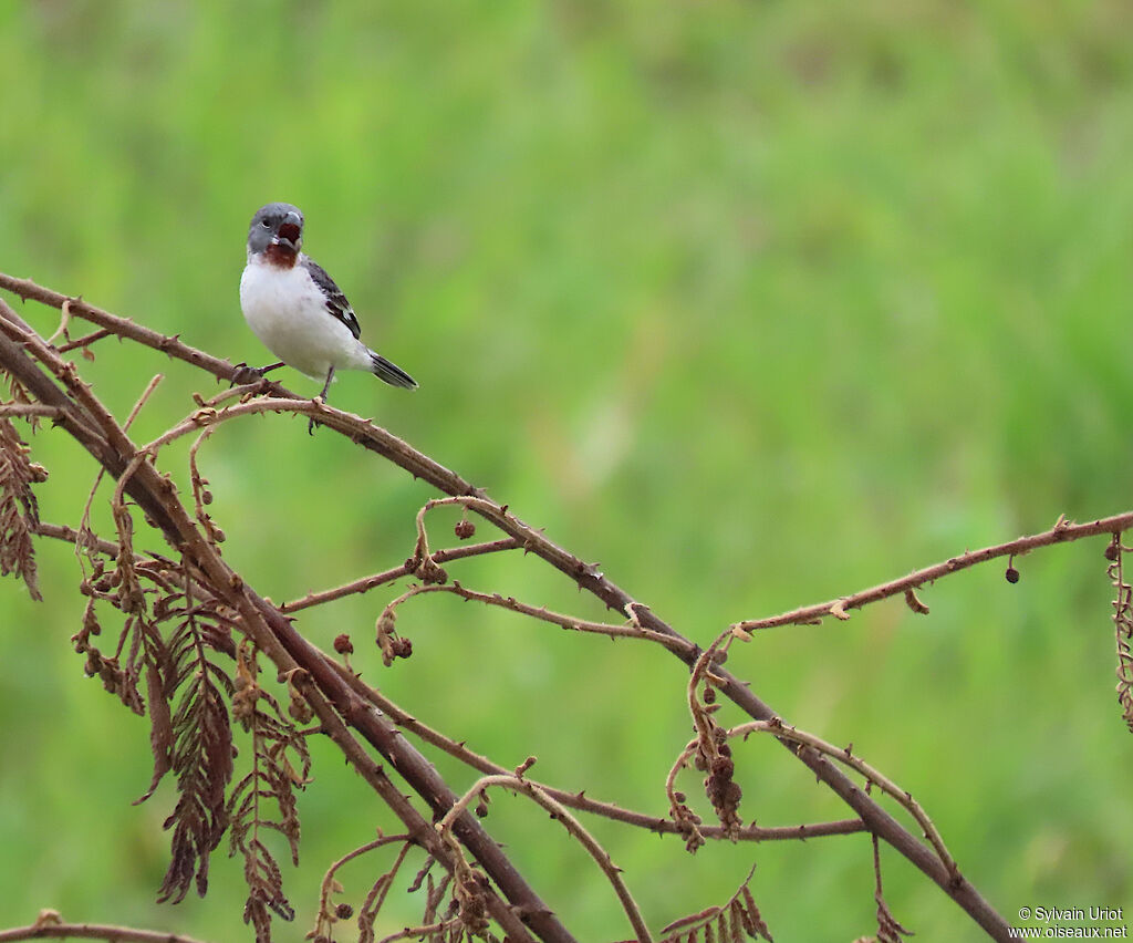 Chestnut-throated Seedeater male adult