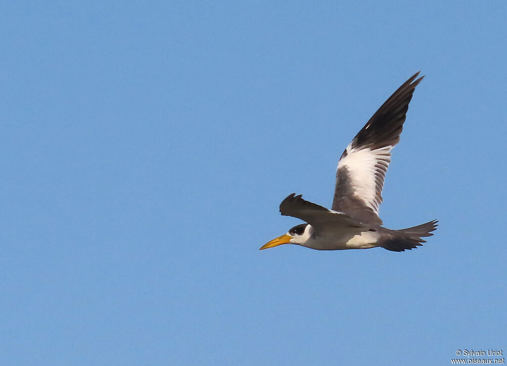 Large-billed Ternadult breeding