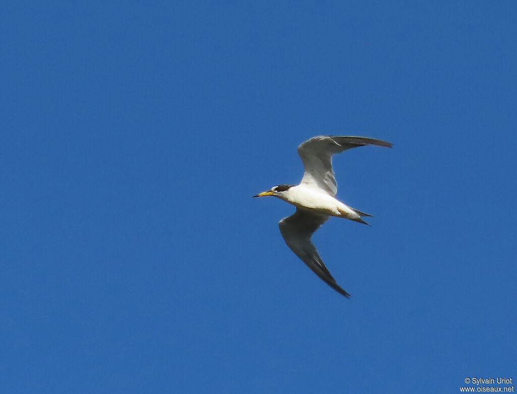 Yellow-billed Ternadult breeding