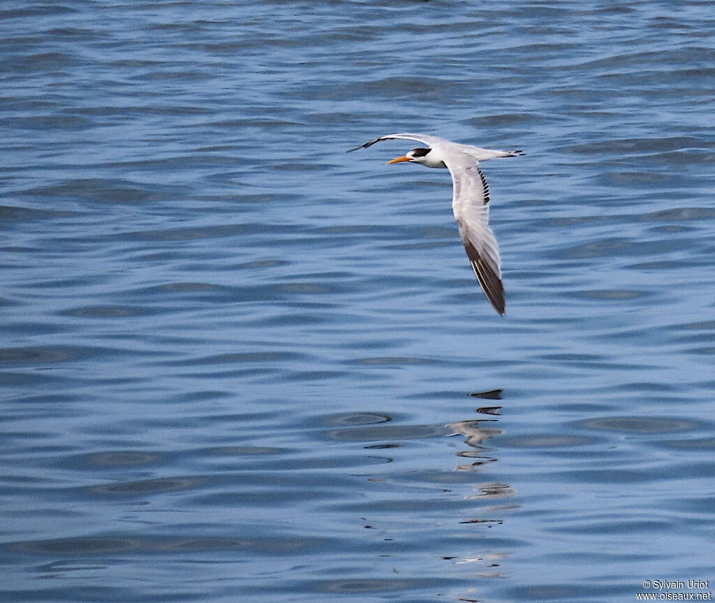 Elegant Ternimmature
