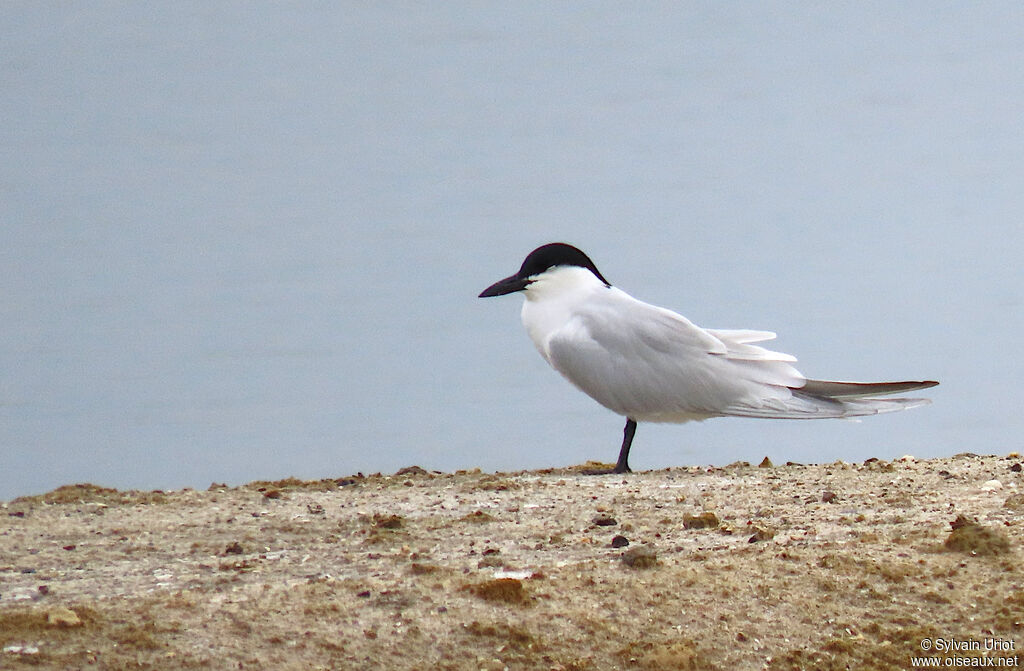 Gull-billed Ternadult breeding