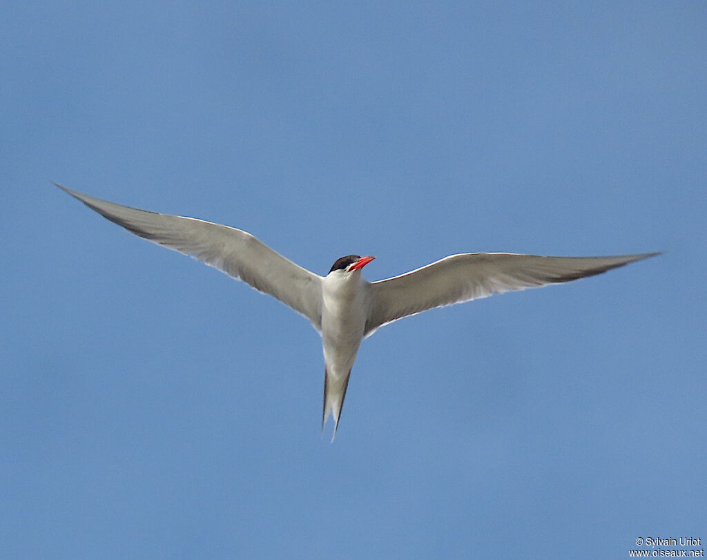 Common Ternadult breeding