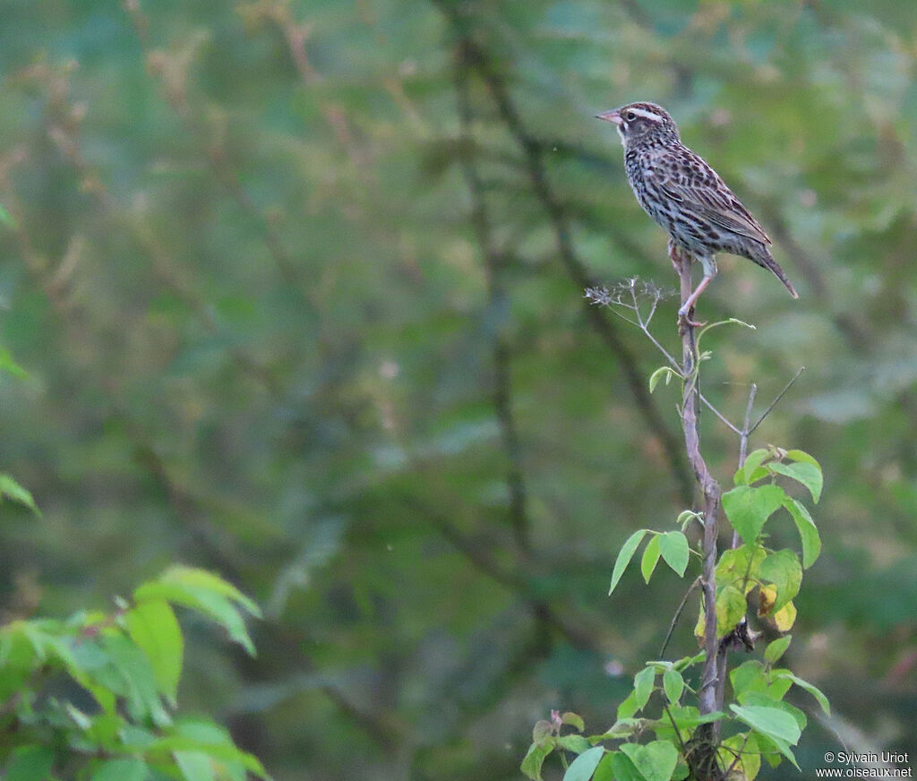 Peruvian Meadowlark female adult