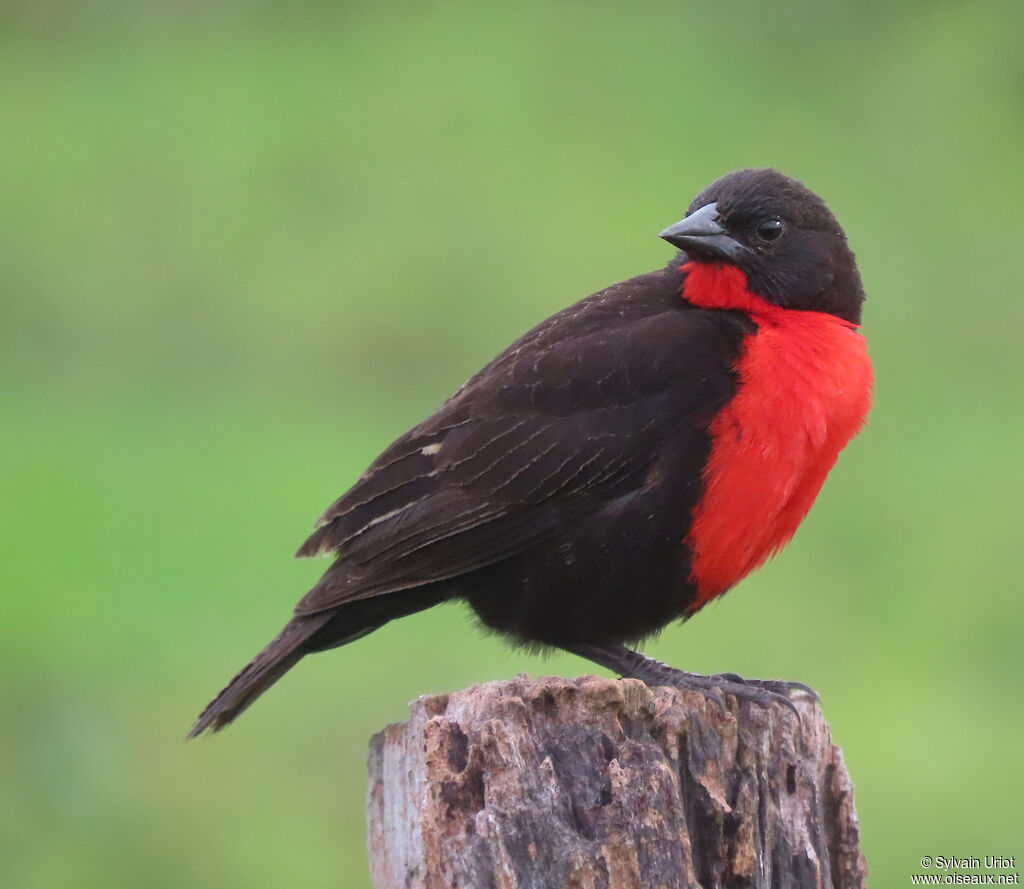Red-breasted Meadowlark male adult