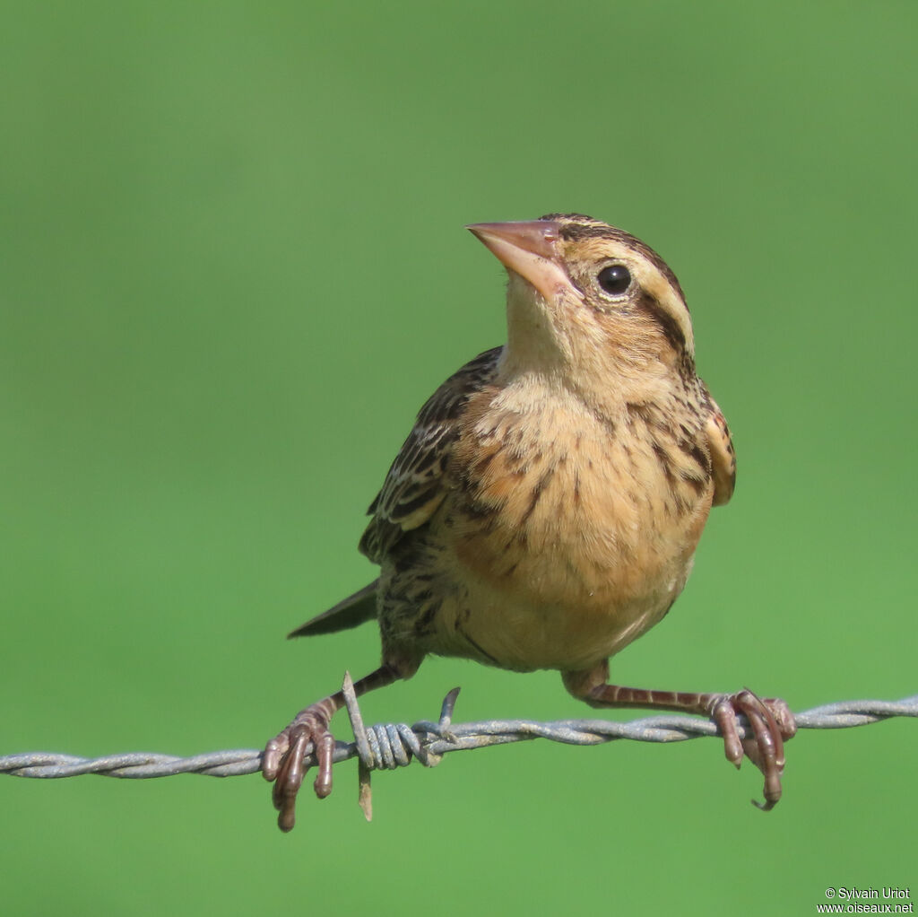 Red-breasted Meadowlark female adult