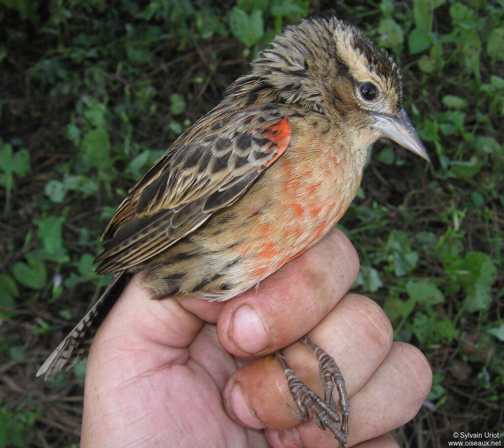 Sturnelle militaire femelle adulte