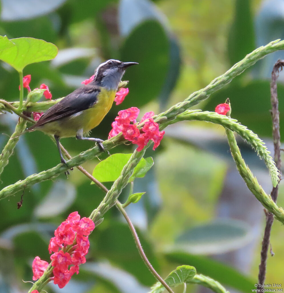 Bananaquitadult