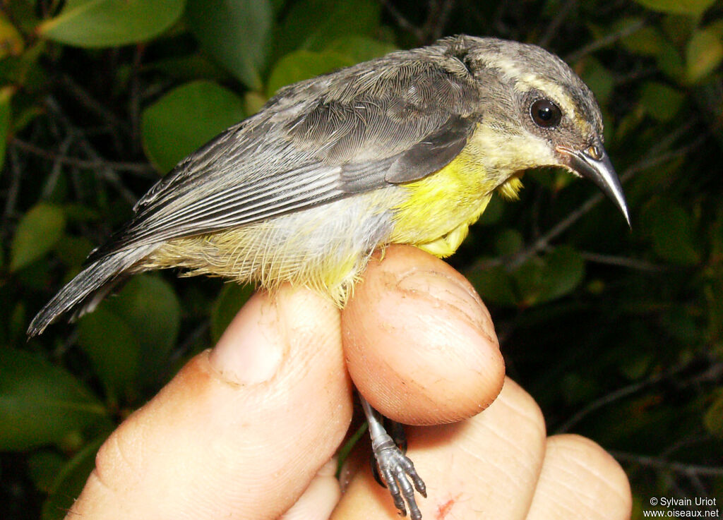 Sucrier à ventre jaunejuvénile