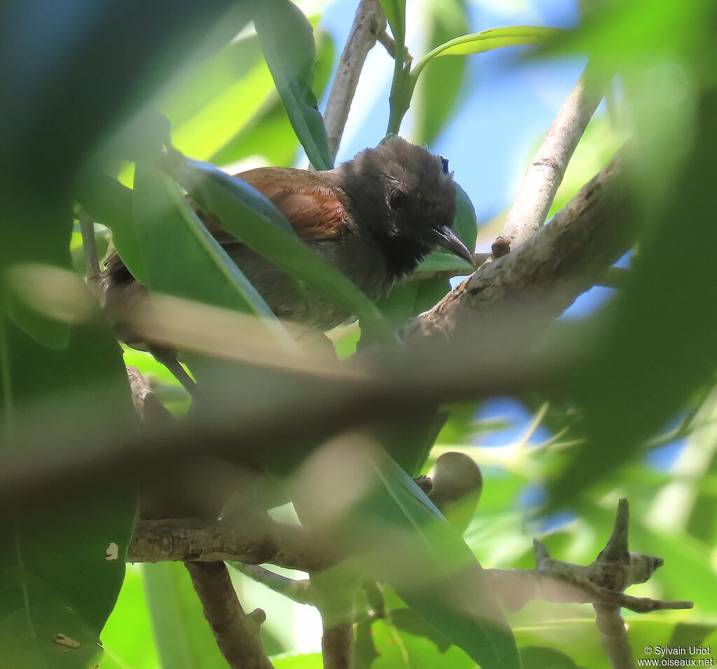White-bellied Spinetailadult