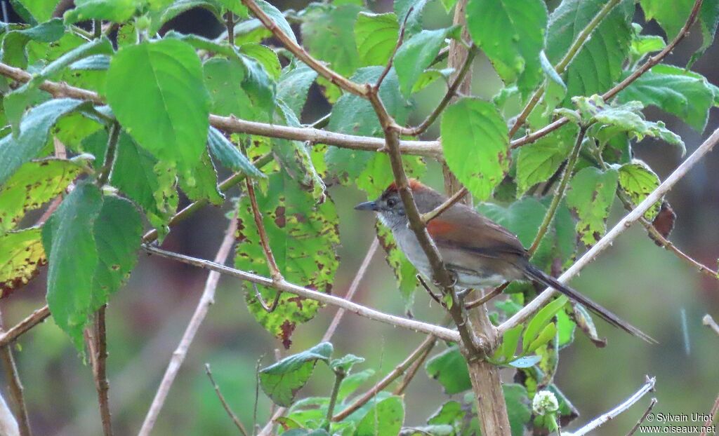Pale-breasted Spinetailadult