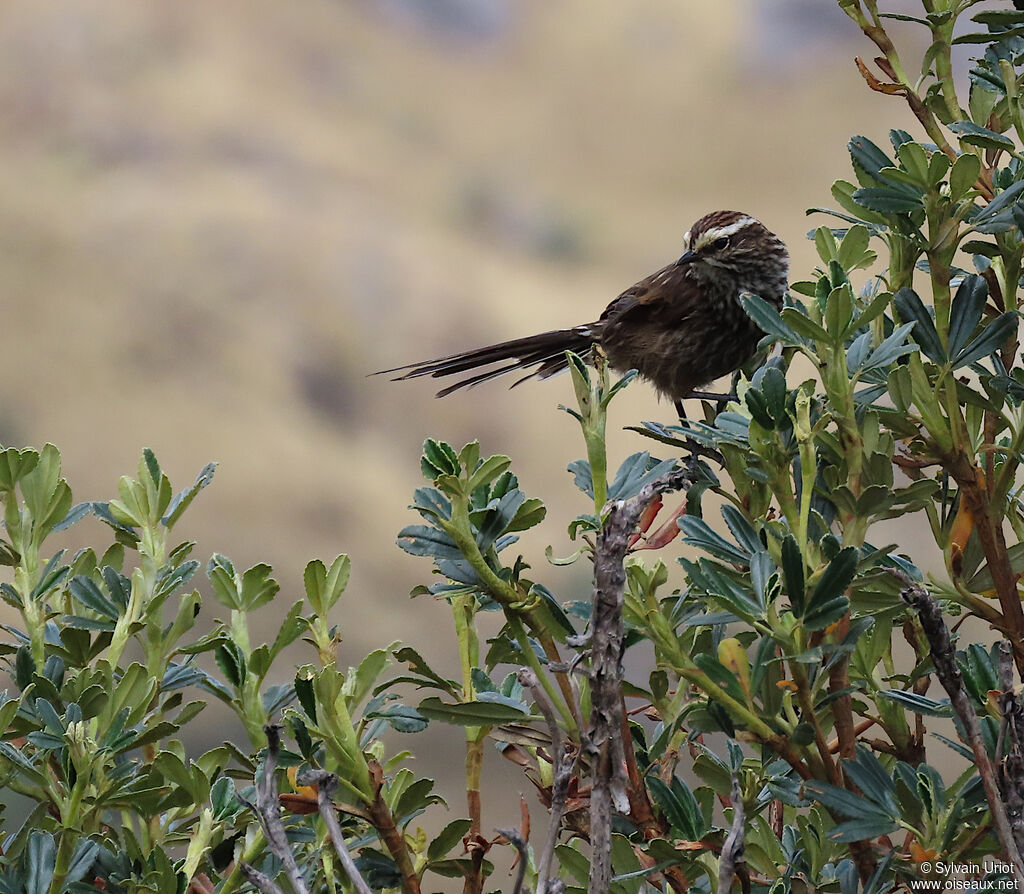 Andean Tit-Spinetailadult