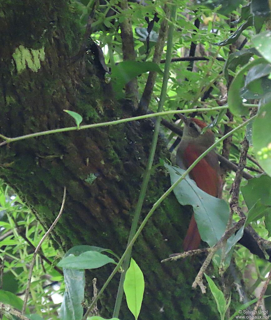 Line-cheeked Spinetailadult