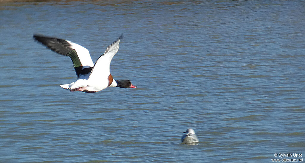 Common Shelduck female adult