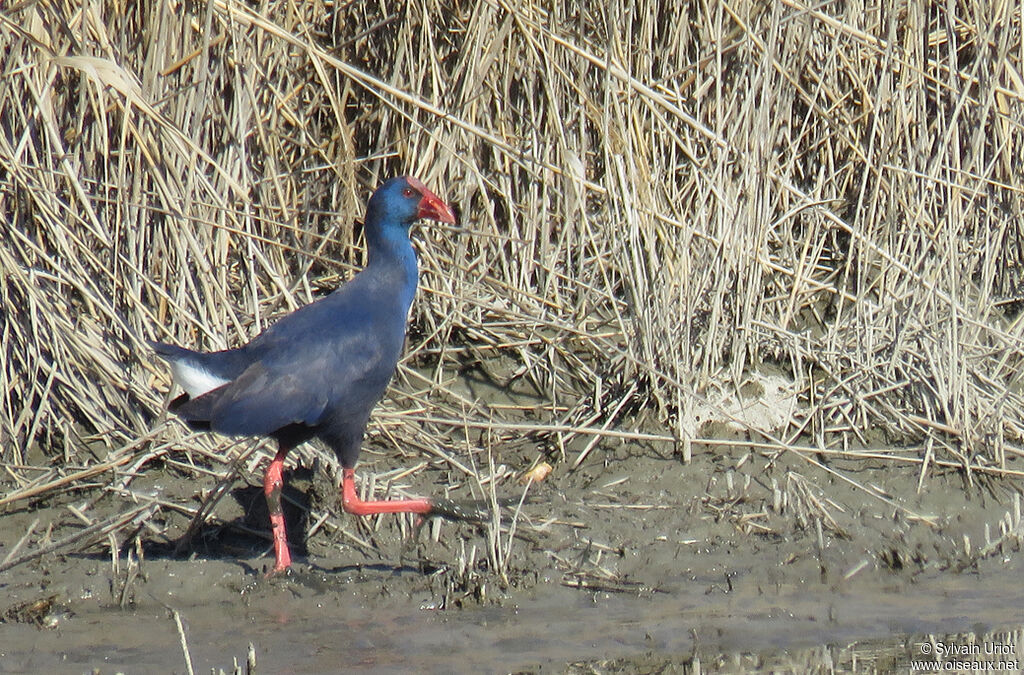 Talève sultaneadulte