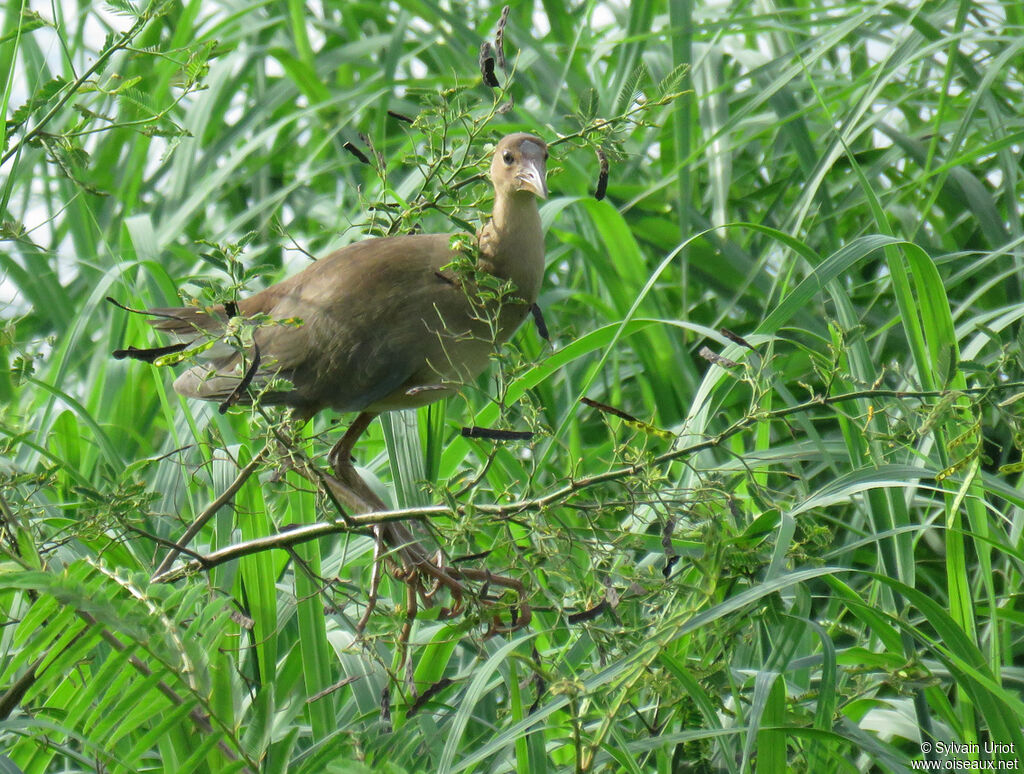 Talève violacéeimmature