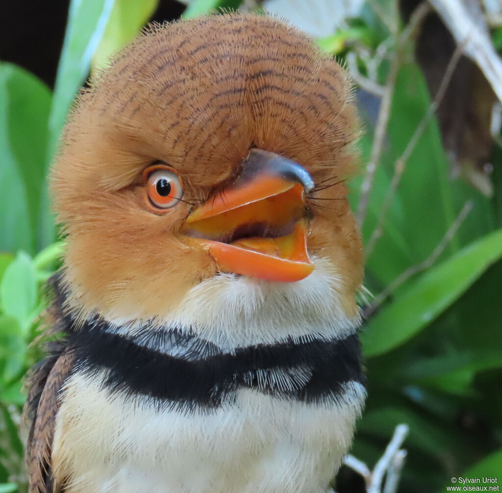Tamatia à collieradulte