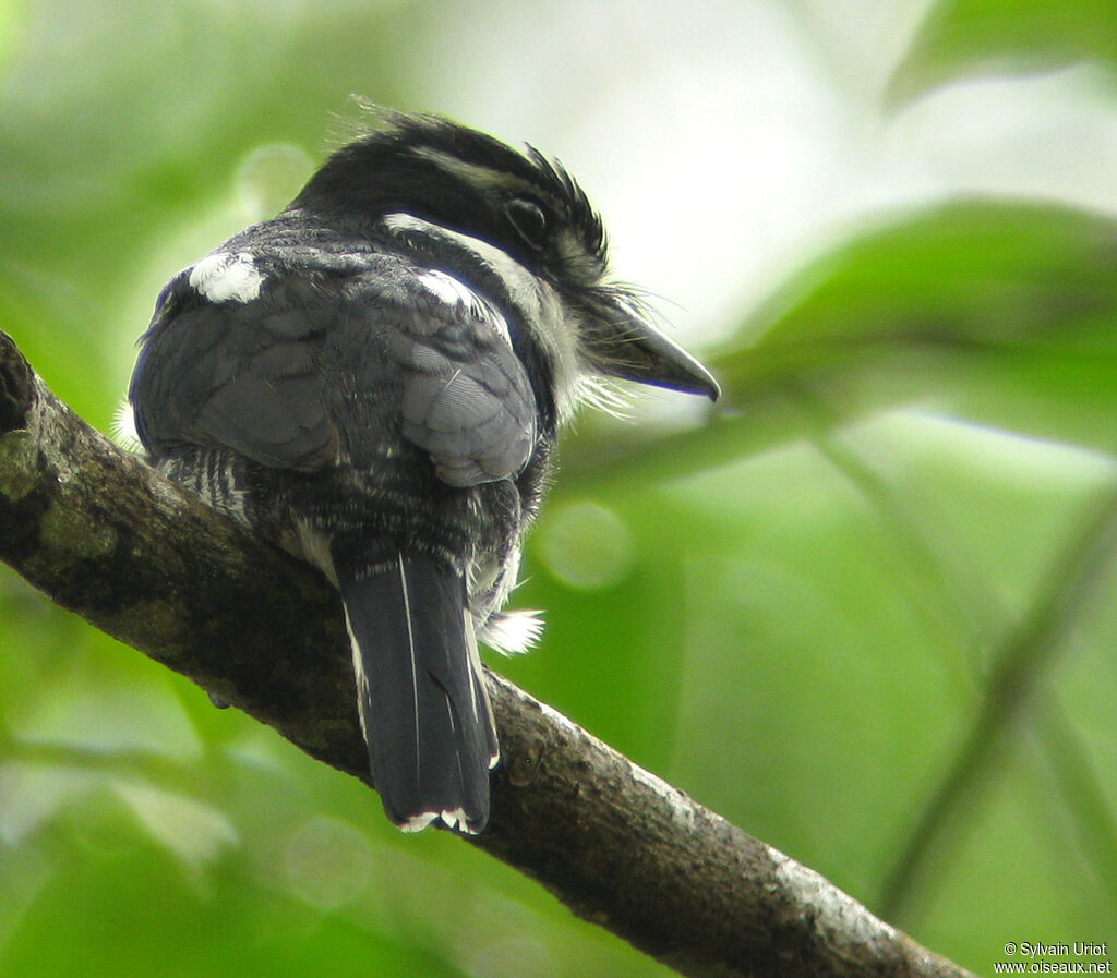 Tamatia pieadulte