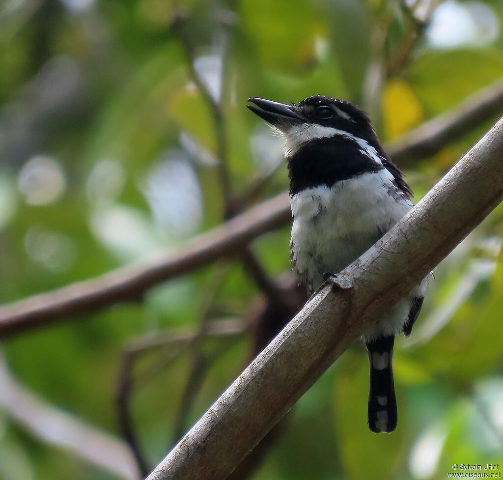 Pied Puffbirdadult
