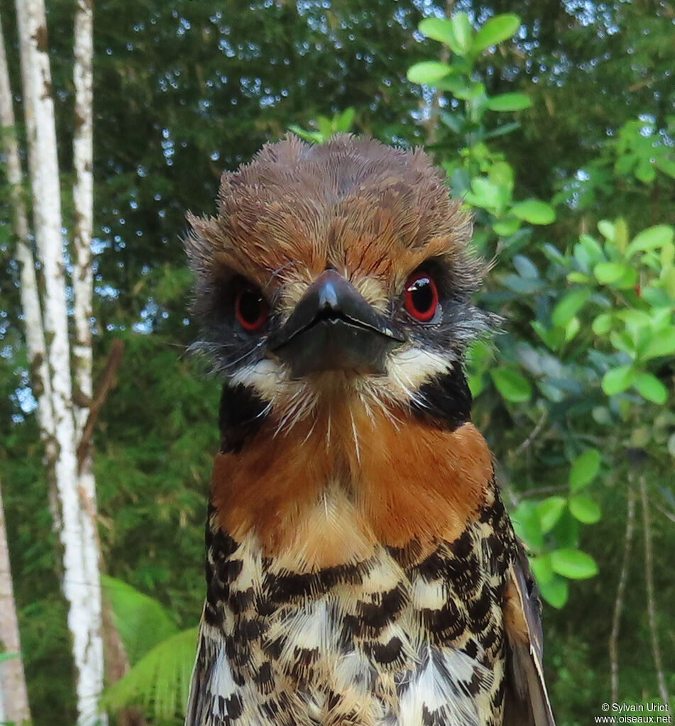 Spotted Puffbirdadult