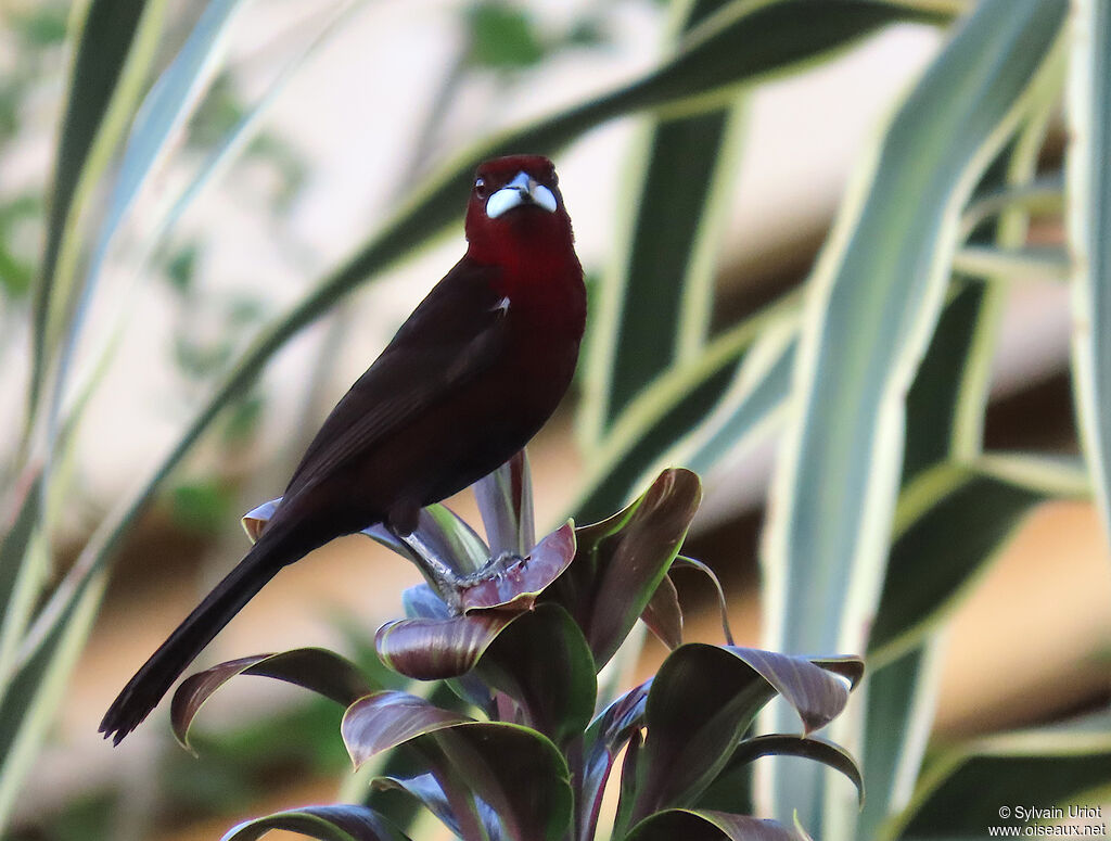 Tangara à bec d'argent mâle adulte