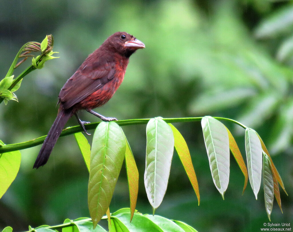 Silver-beaked Tanagerjuvenile