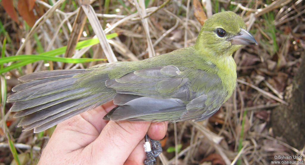 Black-faced Tanagerimmature