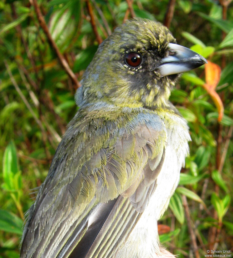 Black-faced Tanagersubadult