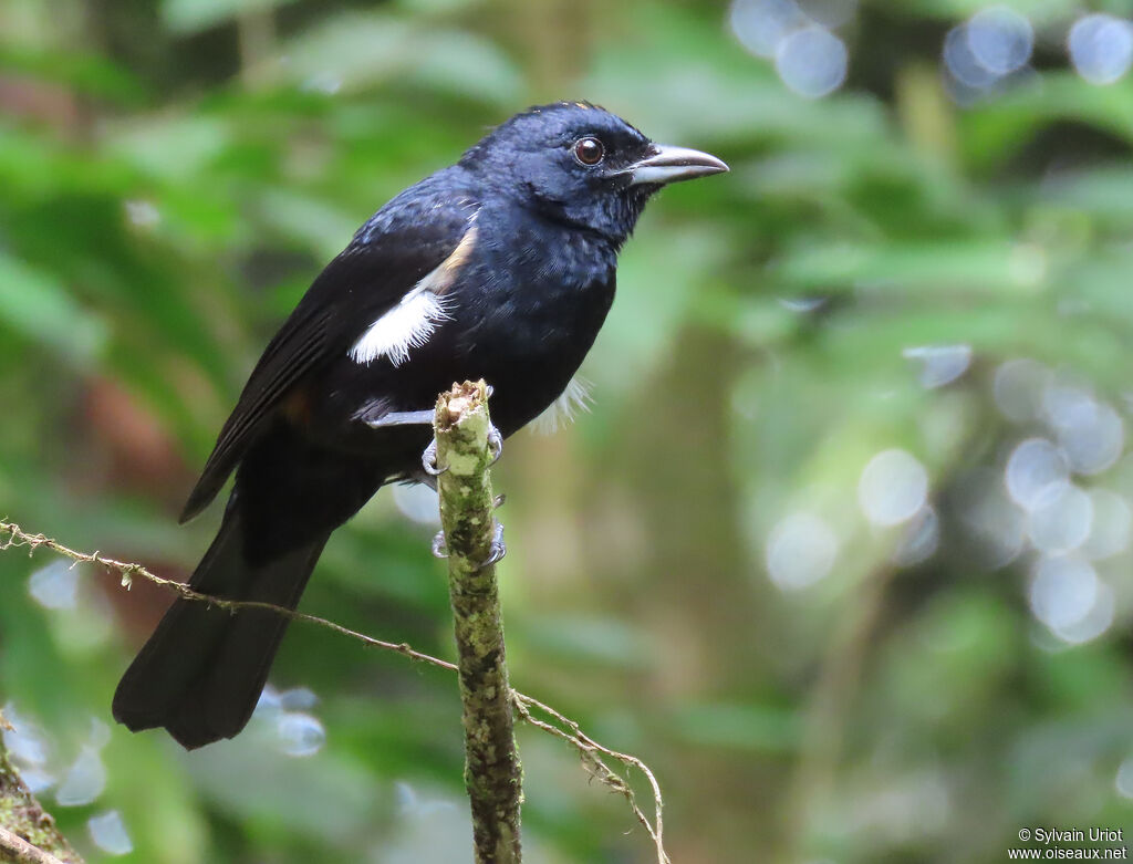 Fulvous-crested Tanager