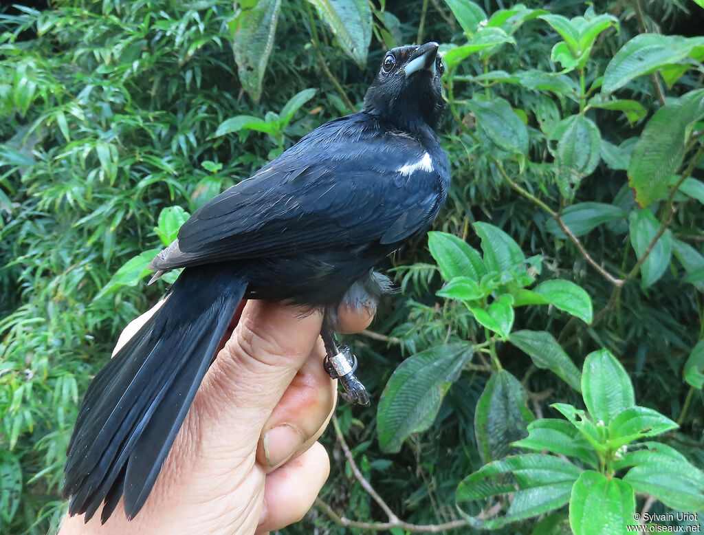 Tangara à galons blancs