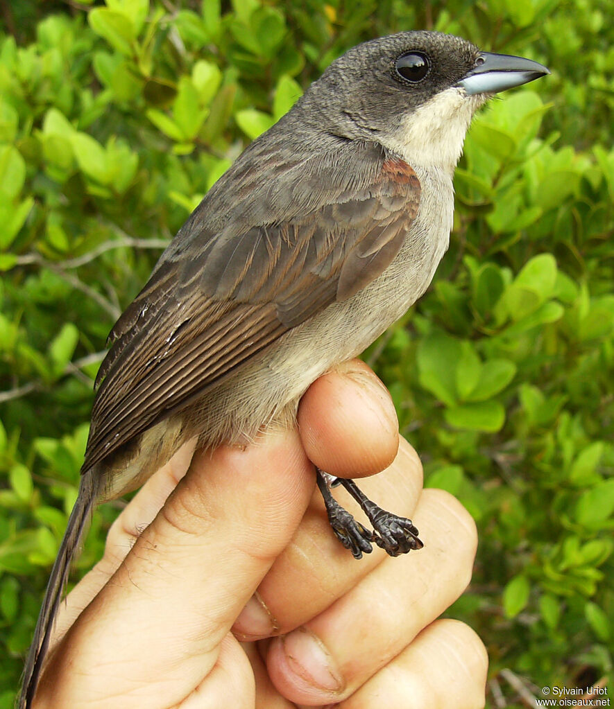 Tangara à galons rouges femelle adulte