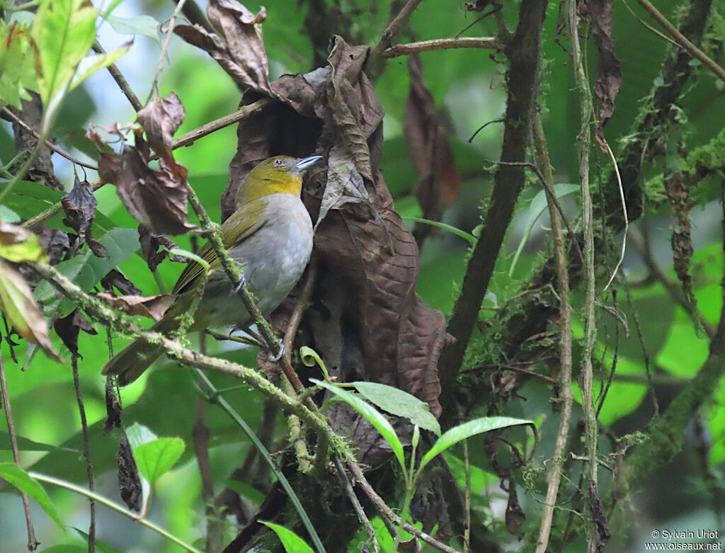 Tangara à gorge jaune